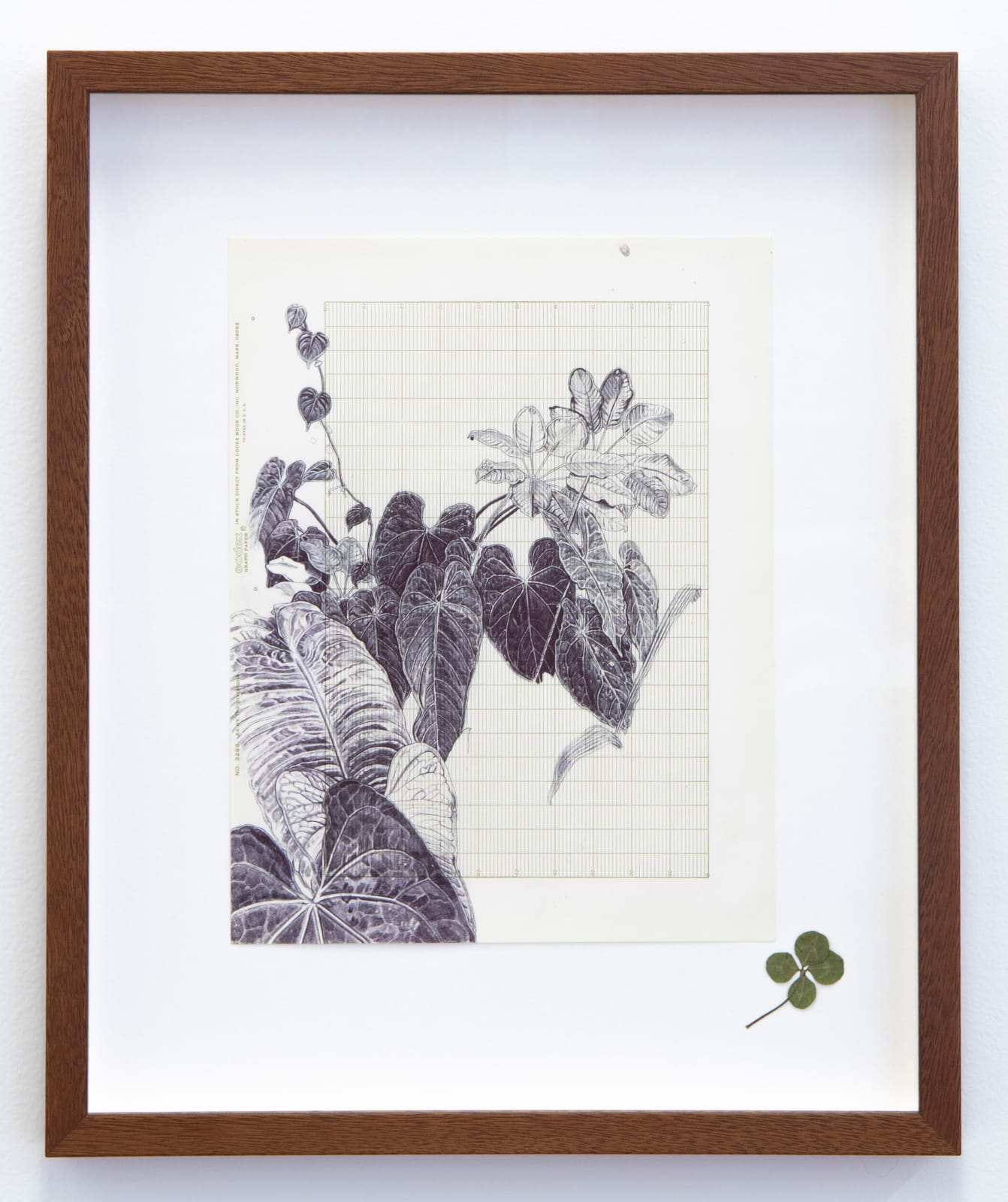 Neva Hosking, A Glimpse Of The Greenhouse At Chris And Ardens, Cairns, 2024