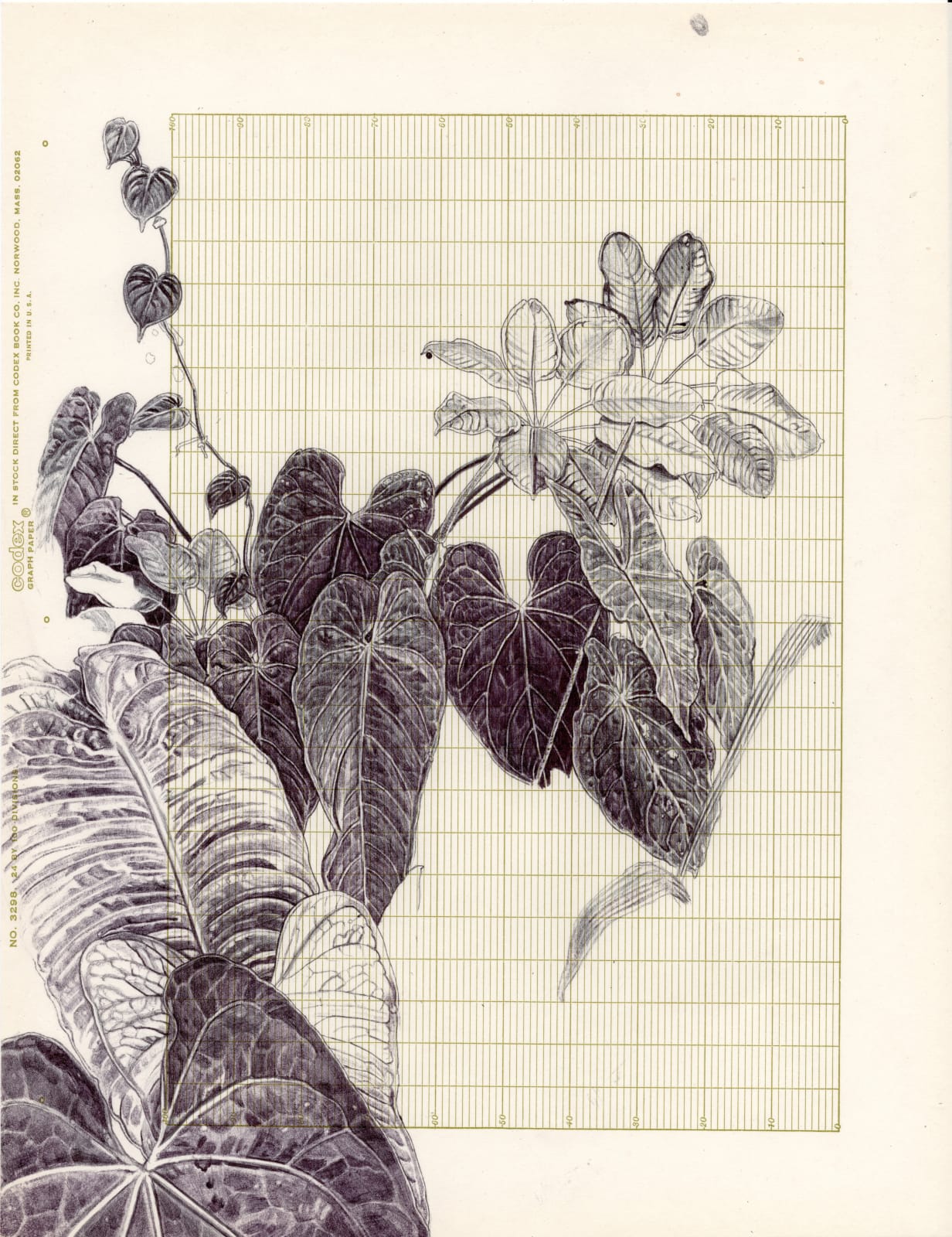 Neva Hosking, A Glimpse Of The Greenhouse At Chris And Ardens, Cairns, 2024