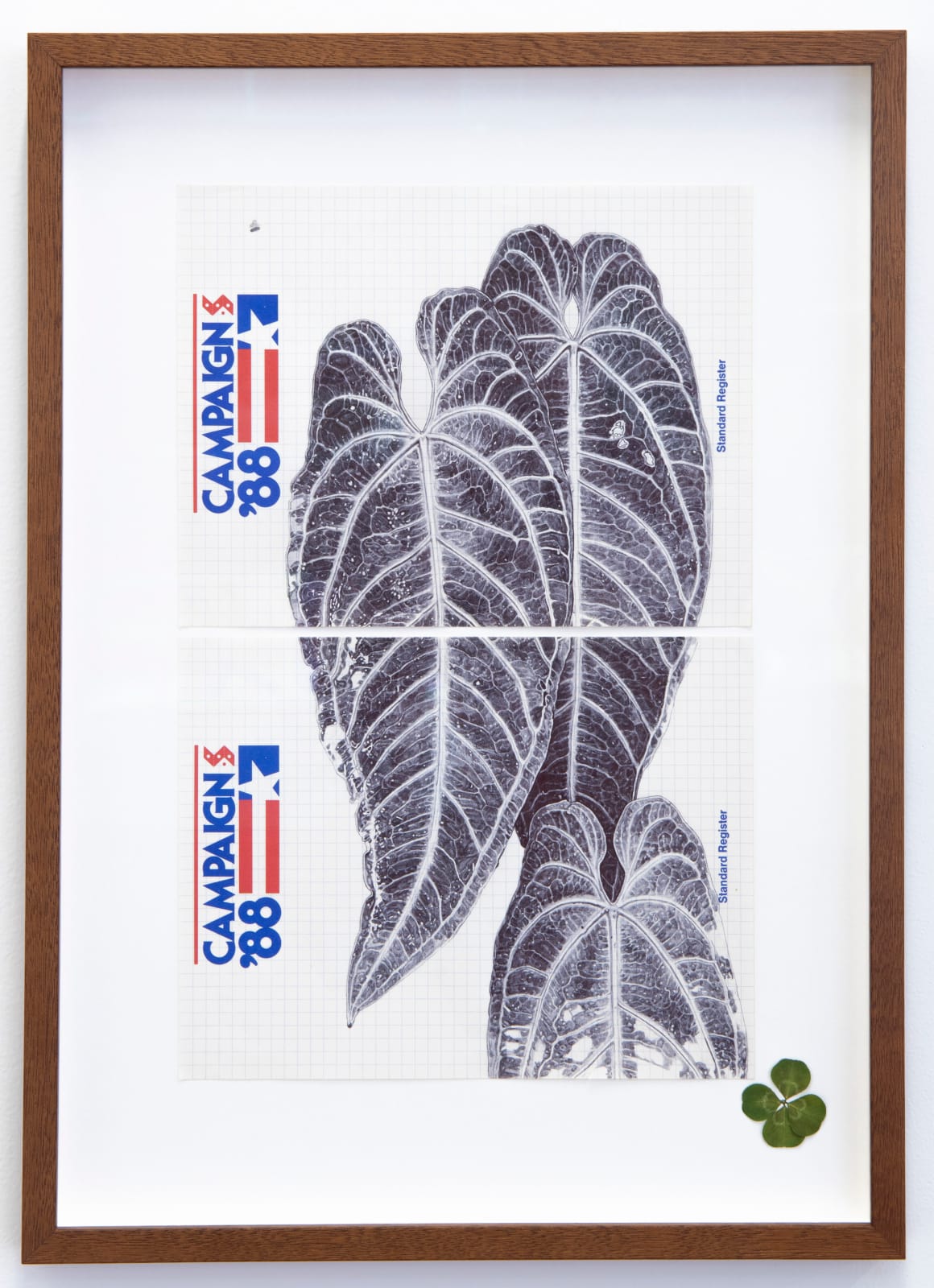 Neva Hosking, Anthurium Warocqueanum Up The Tree at Mollies, Kuranda, 2024
