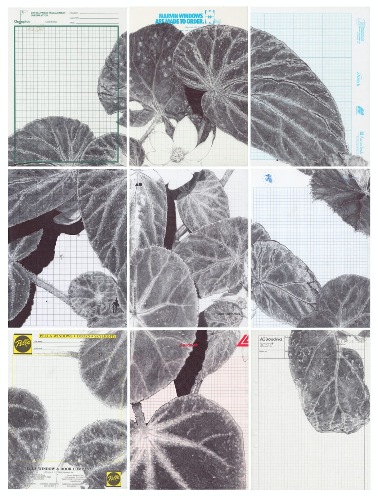 Neva Hosking, The Last Garden on Loftus Crescent III, 2021