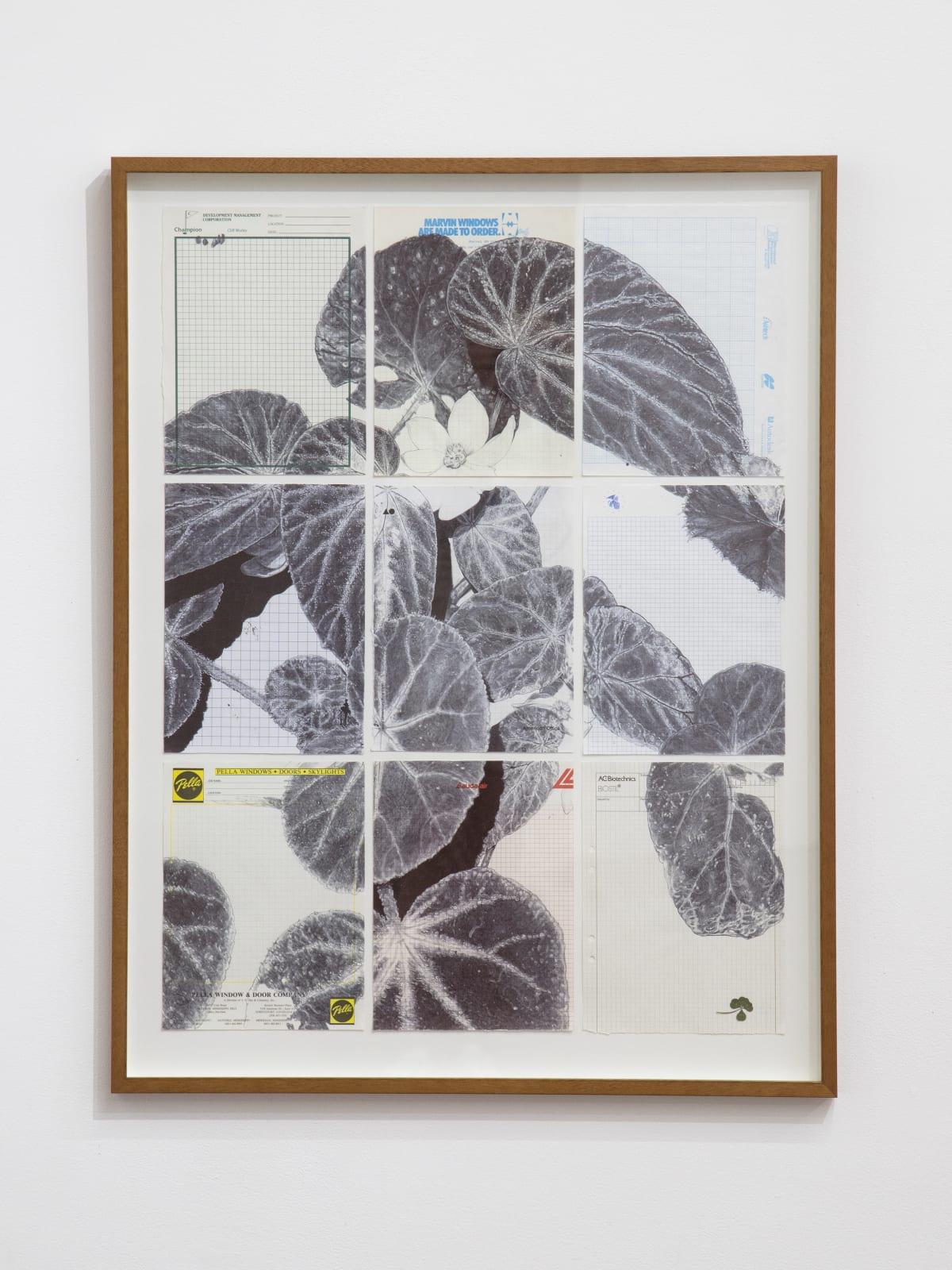 Neva Hosking, The Last Garden on Loftus Crescent III, 2021