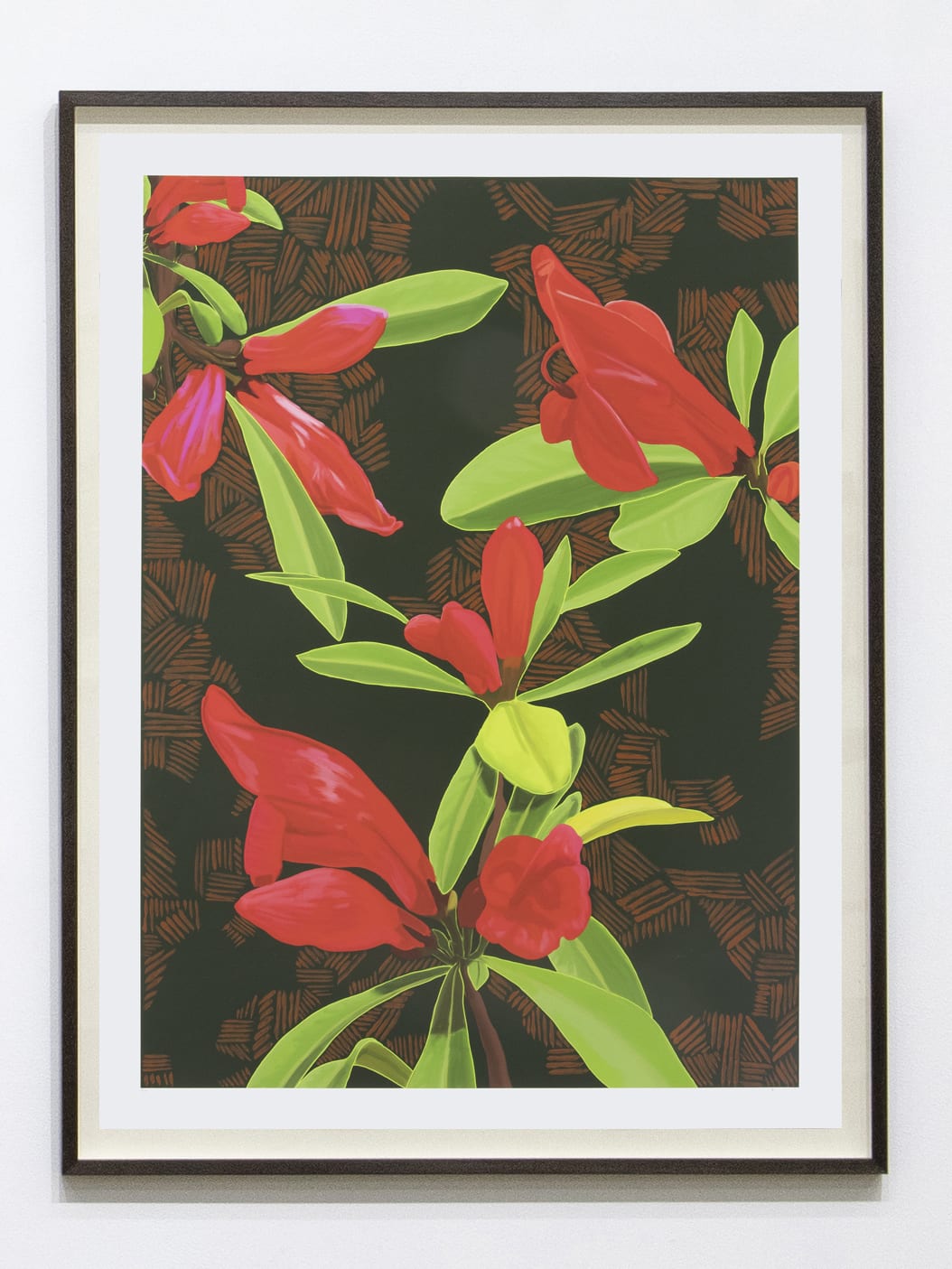 Dylan Mooney, Graptophyllum Excelsum – Scarlet Fuchsia, 2022