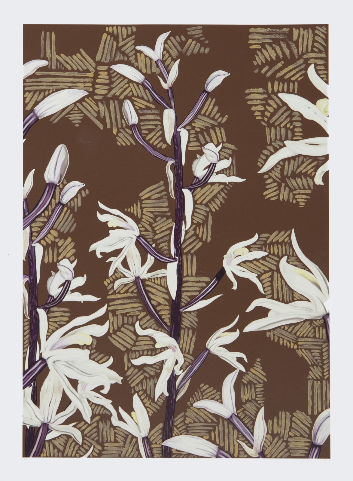 Dylan Mooney, Eulophia Bicallosa – Pauper Orchid, 2022