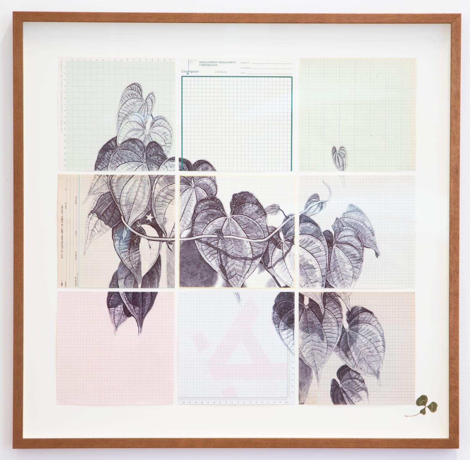 Neva Hosking, Pencil Yam, round a tree at Jo's place, 2025