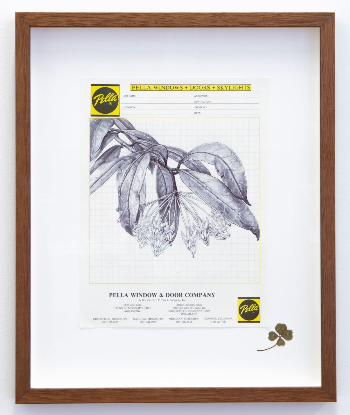 Neva Hosking, Hoya Multiflora, Mollies Shooting Stars, Kuranda, 2024