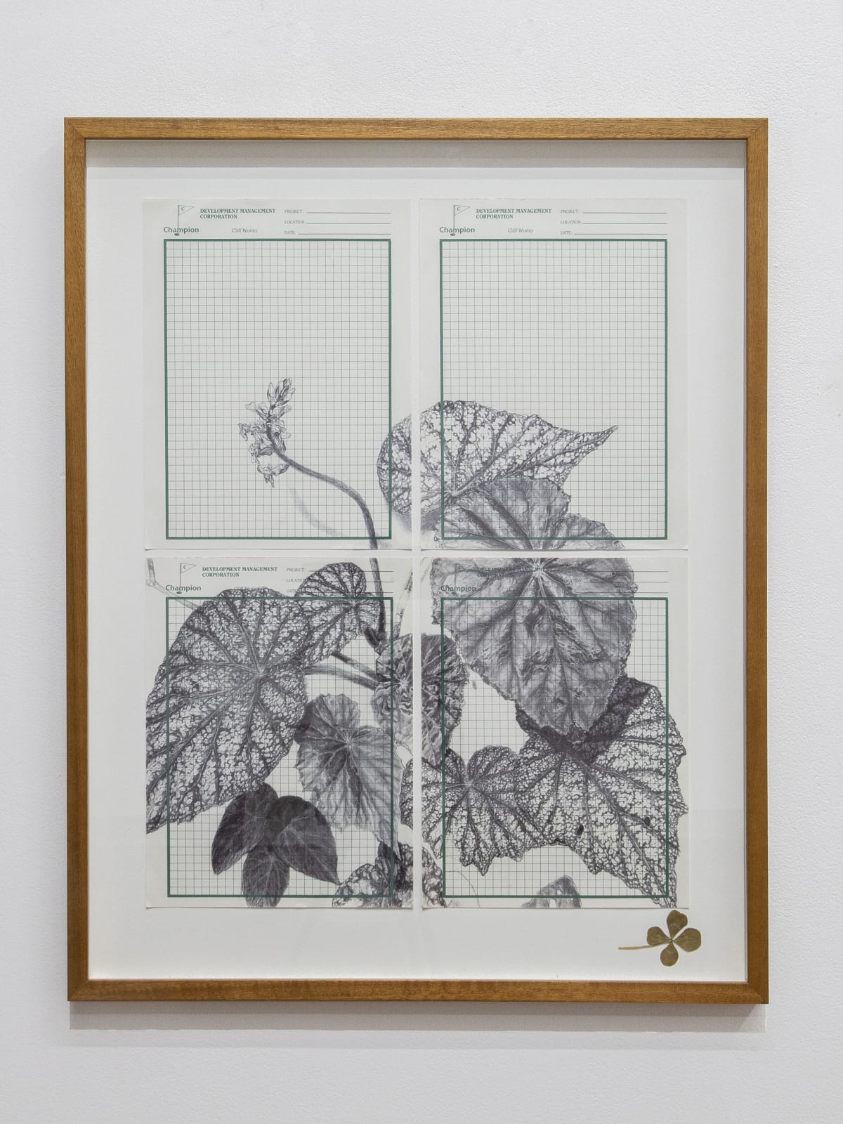 Neva Hosking, The Last Garden on Loftus Crescent IV, 2021