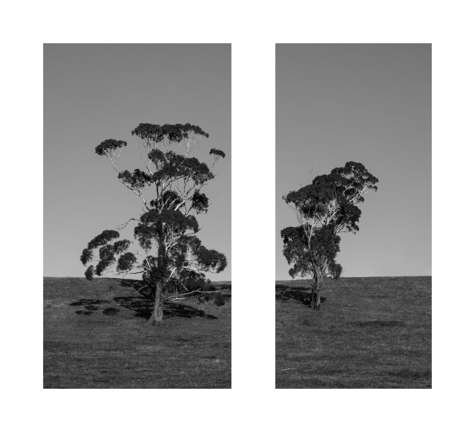 James Tylor, Tapa-arra Through the Landscape 7, 2024