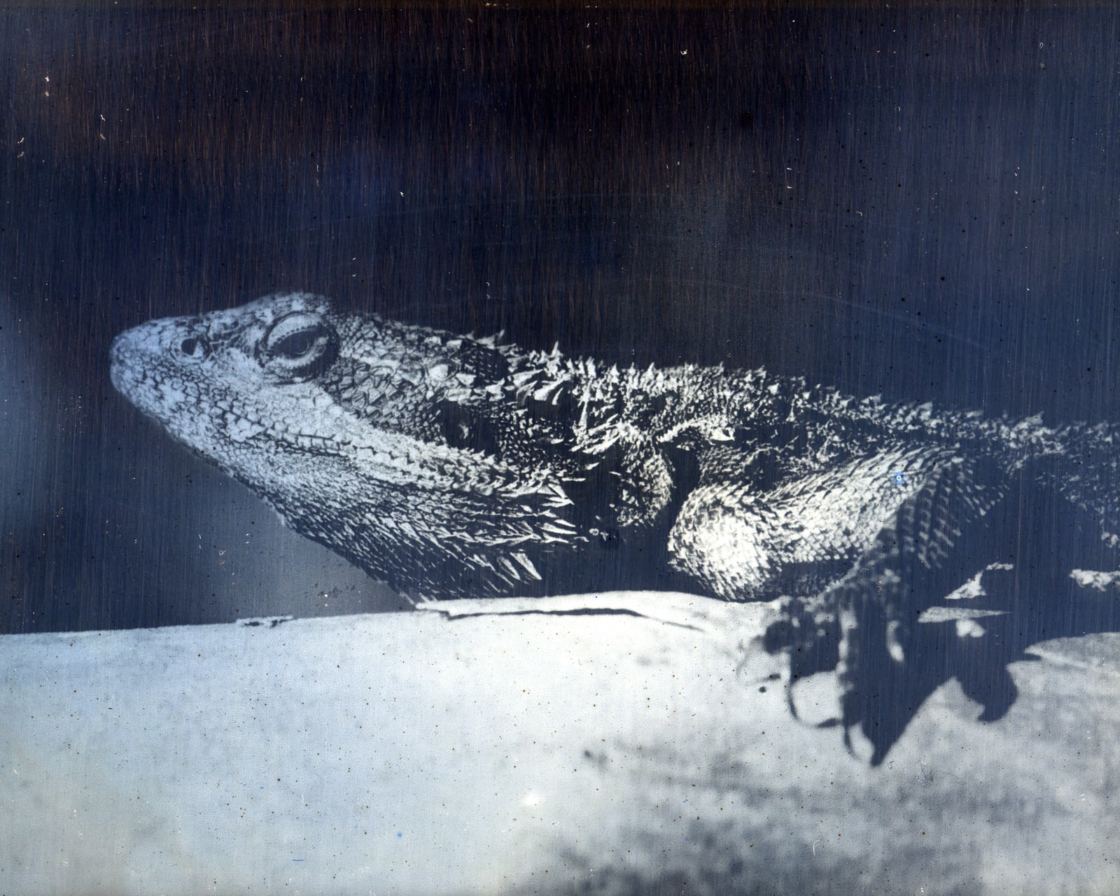 James Tylor, Pardu (Kadnu), 2024
