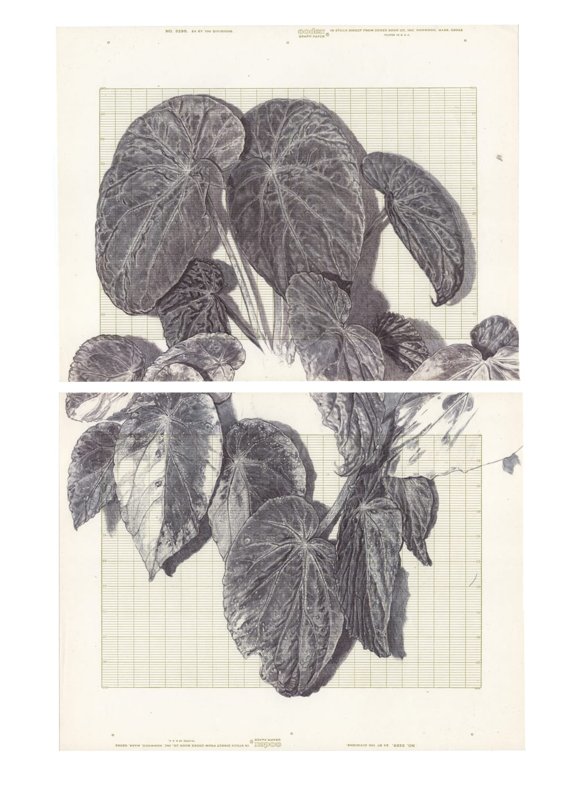 Neva Hosking, The Last Garden on Loftus Crescent X, 2022