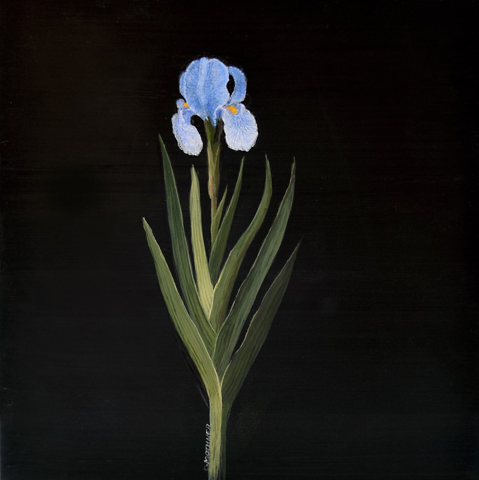 Carol Mothner, Blue Iris