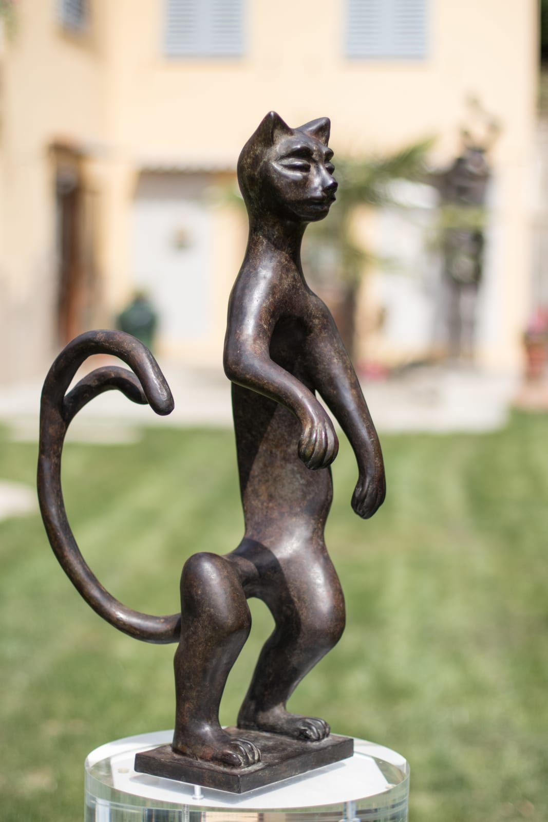 Sauro Cavallini, Gatto, 1965