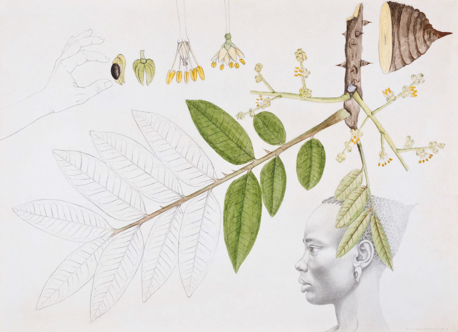 Rafael Trelles, Untitled Drawing #2, 2013