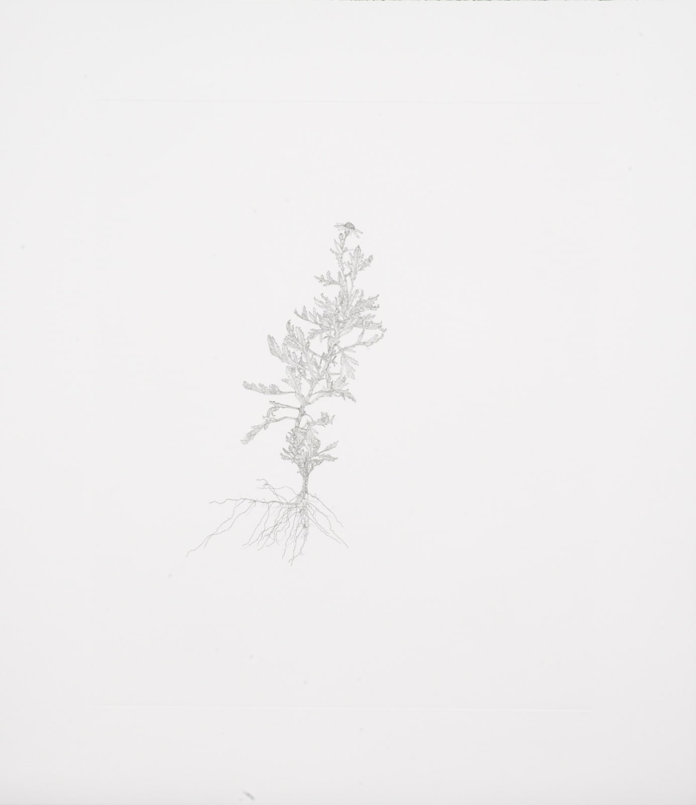 Michael Landy, Oxford Ragwort (nourishment series), 2002