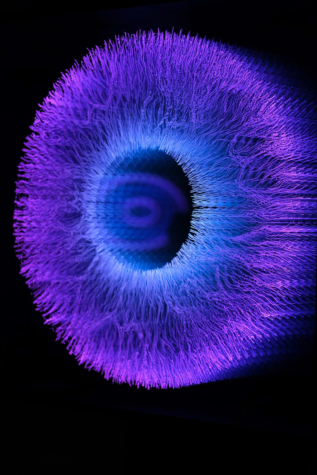 NagyMolnar, Iris 5, 2022