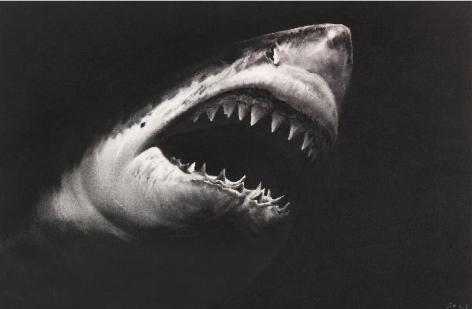 Robert Longo, Shark 15, 2008