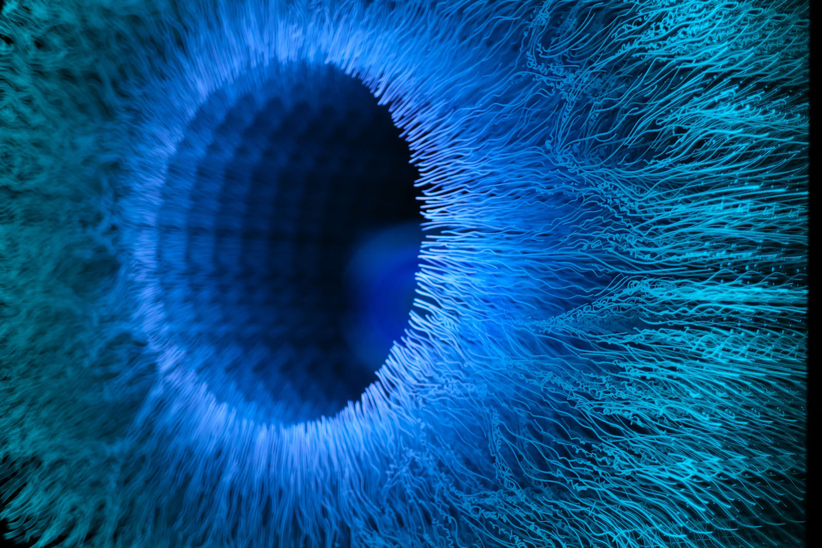 NagyMolnar, Iris 5, 2022