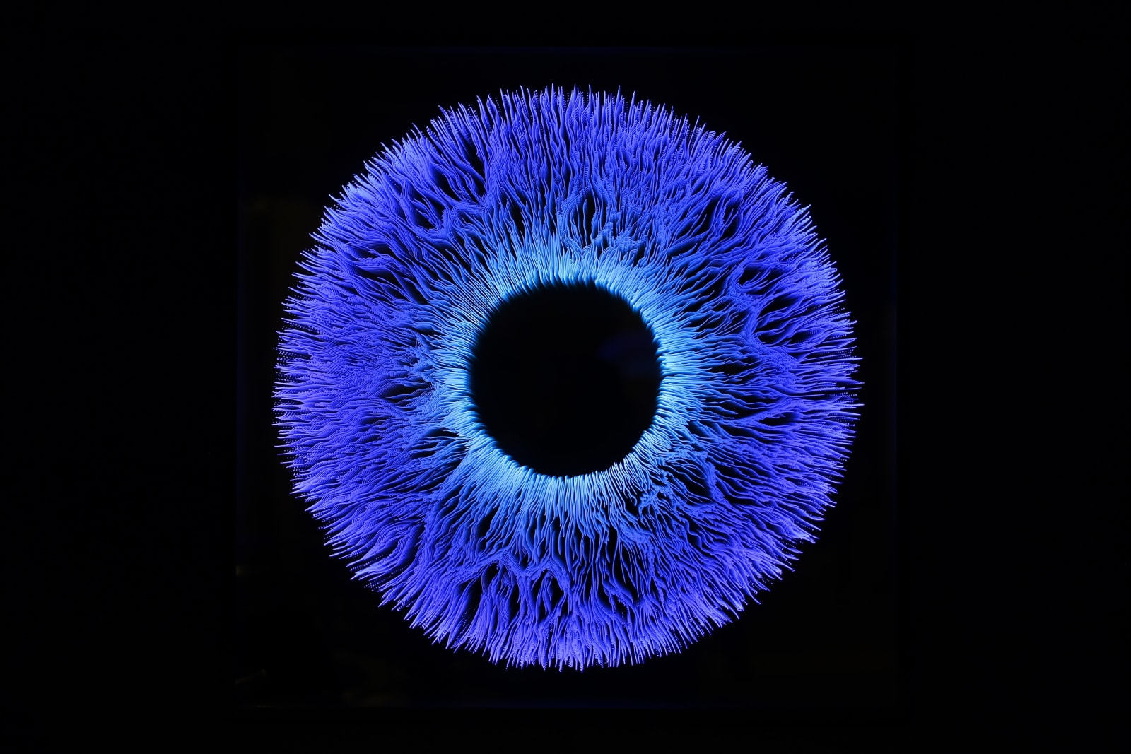 NagyMolnar, Iris 5, 2022