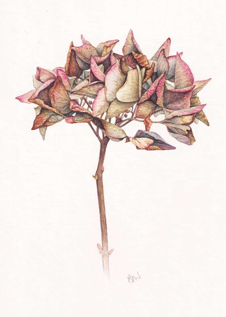 Bridget Watson, Hydrangea 1 (260)