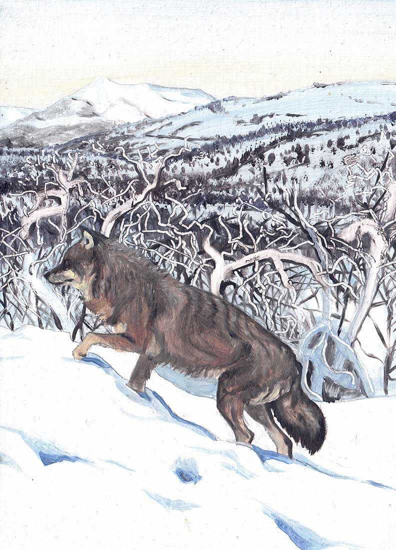 Paul Henery, Winter Wolf (138)