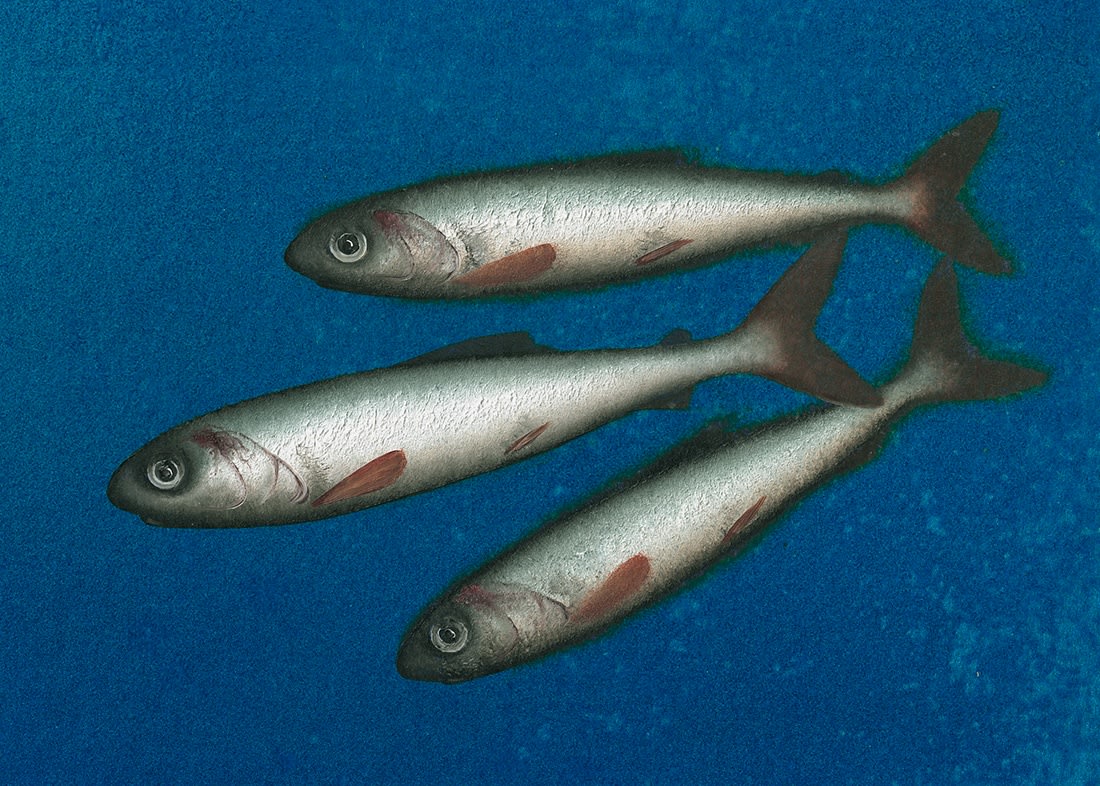 Donald Provan, Trio on Deep Blue (155)