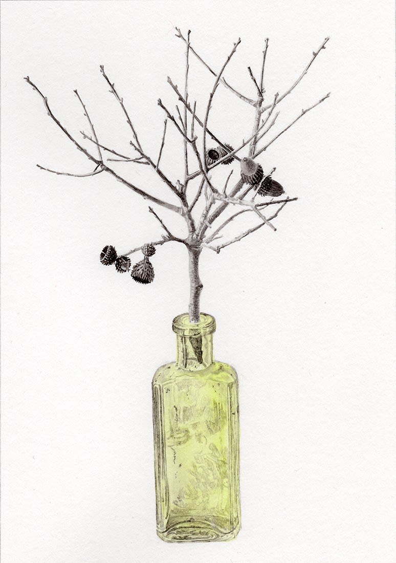 Marianne Hazlewood, Quercus sp., in a bottle found in the garden (Miniature oak) (173)