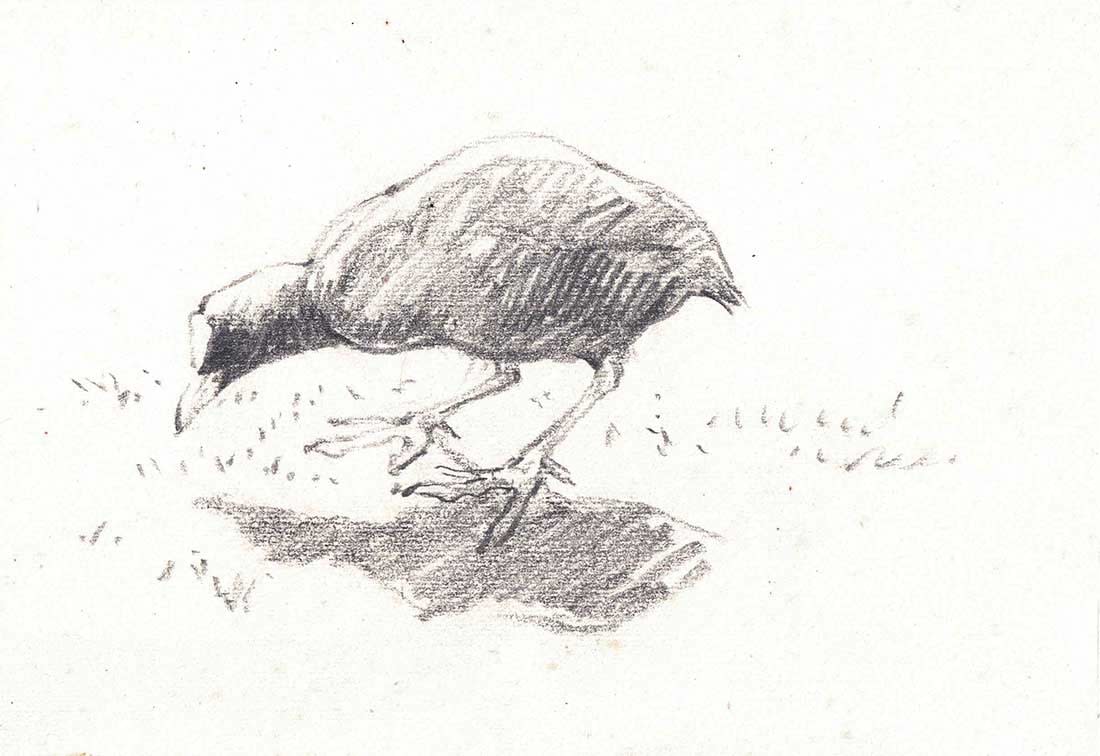 John Busby RSA RSW SWLA (1928-2015), Coot (342)