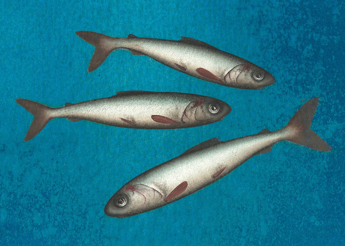 Donald Provan, Sharp (153)