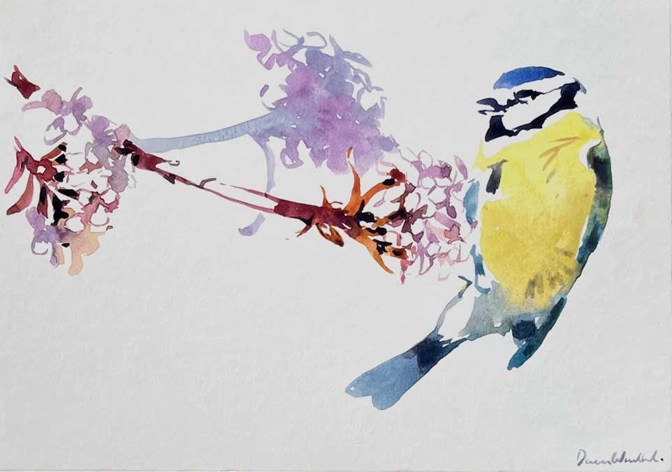 Darren Woodhead SWLA, Blue Tit Balancing on Viburnum Flower (402)