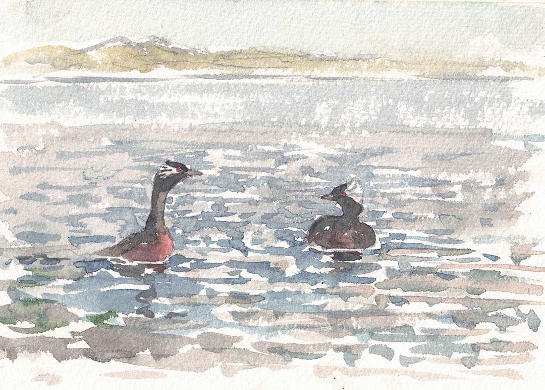 John Busby RSA RSW SWLA (1928-2015), Slavonian Grebe (337)