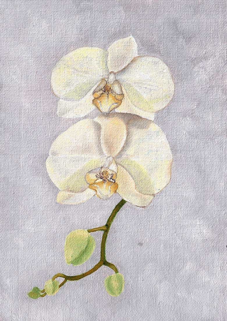 Deborah Cumming, Orchid (29)