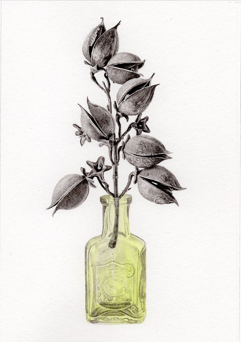 Marianne Hazlewood, Paulonia tomentosa, in a bottle found in the garden (Foxglove tree) (174)