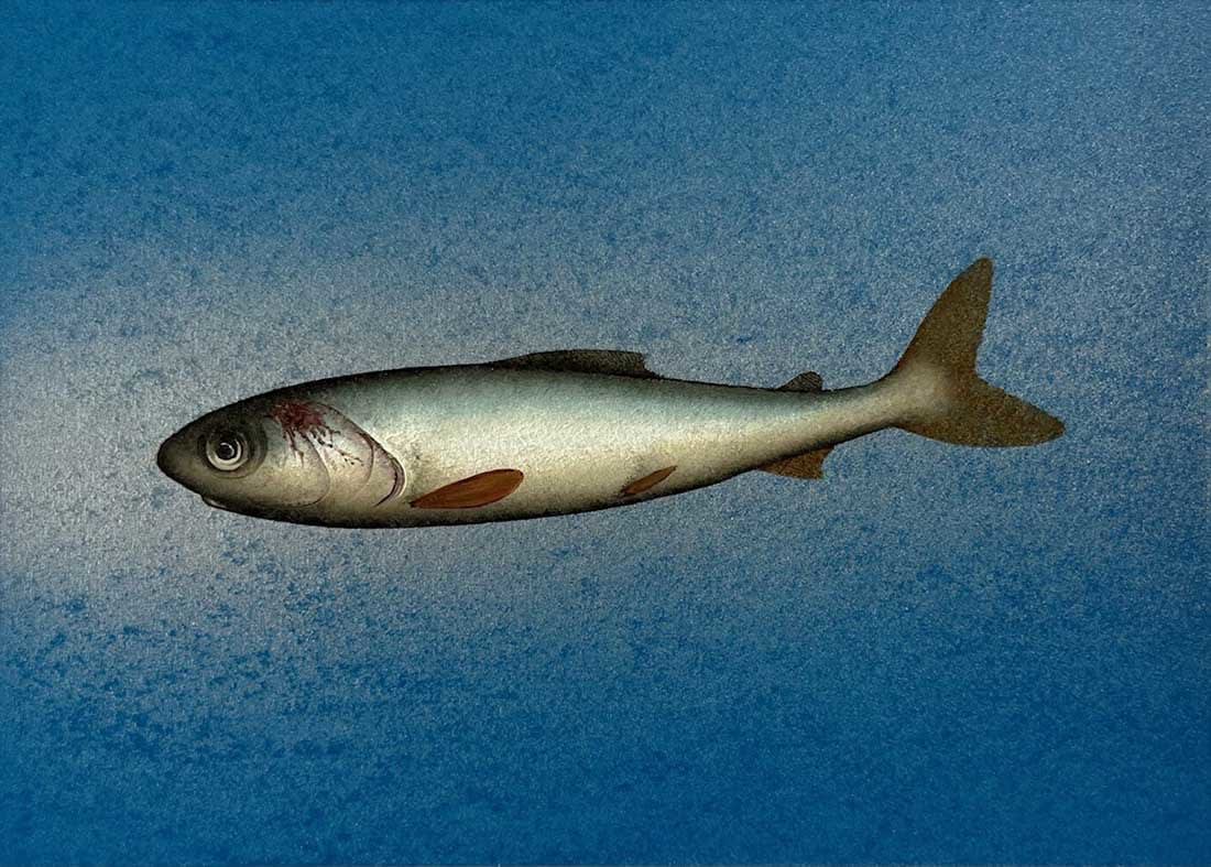 Donald Provan, Whitefish (371)