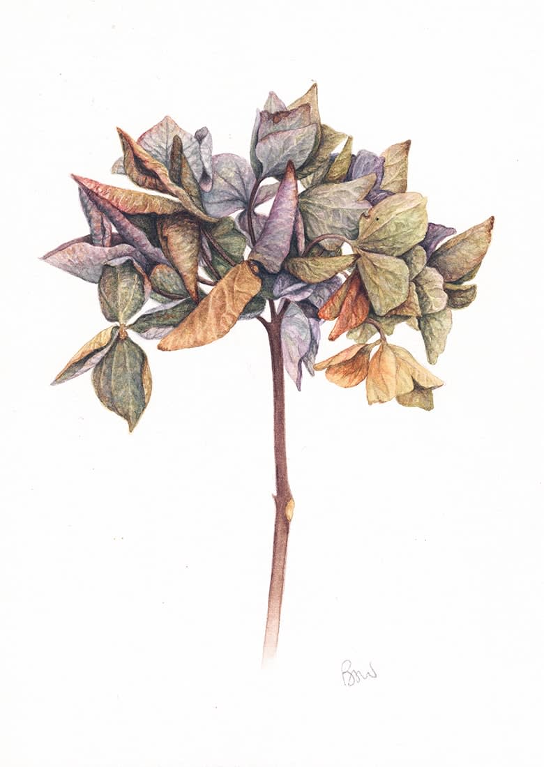 Bridget Watson, Hydrangea 2 (261)