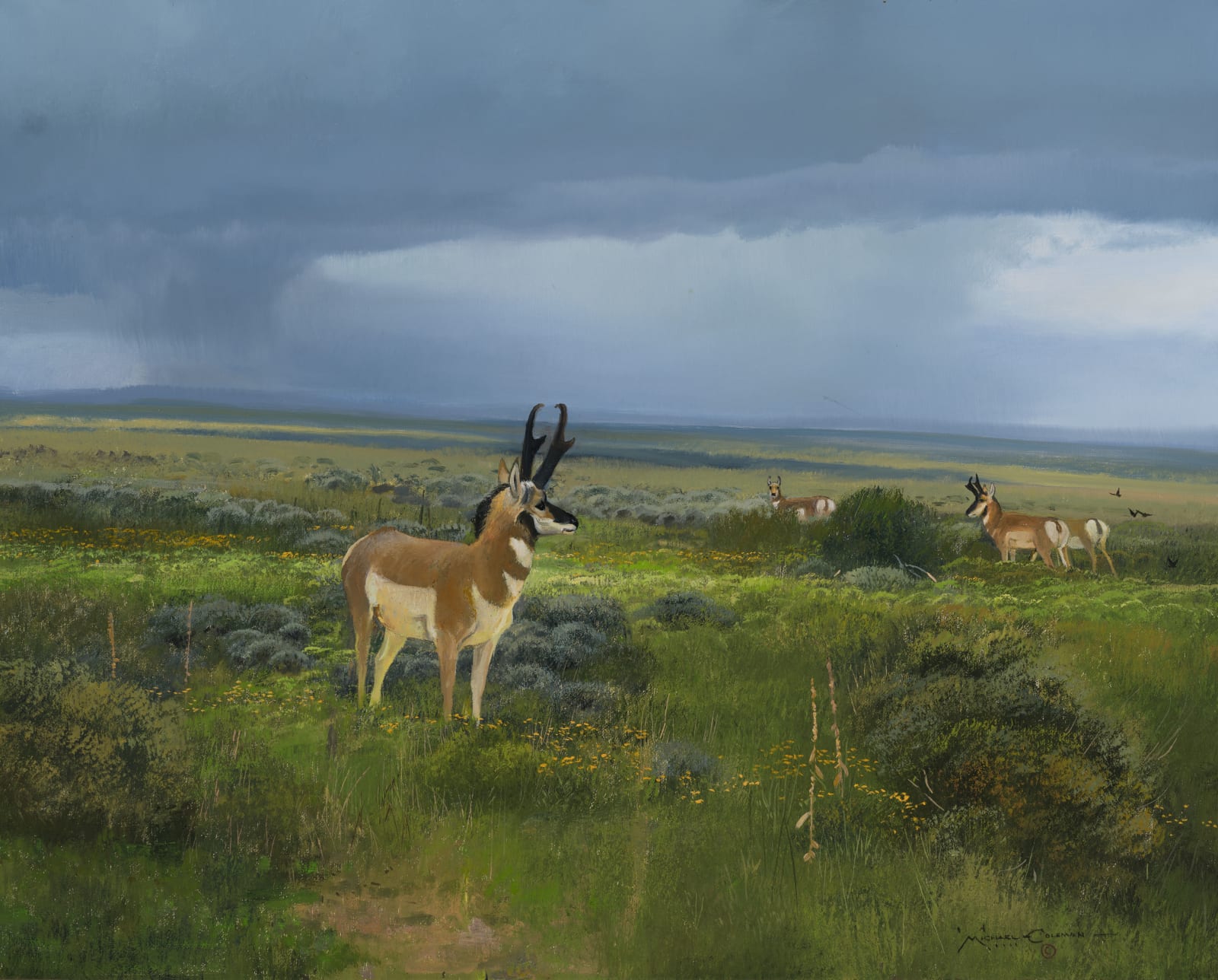 Michael Coleman, Passing - Pronghorn Buck