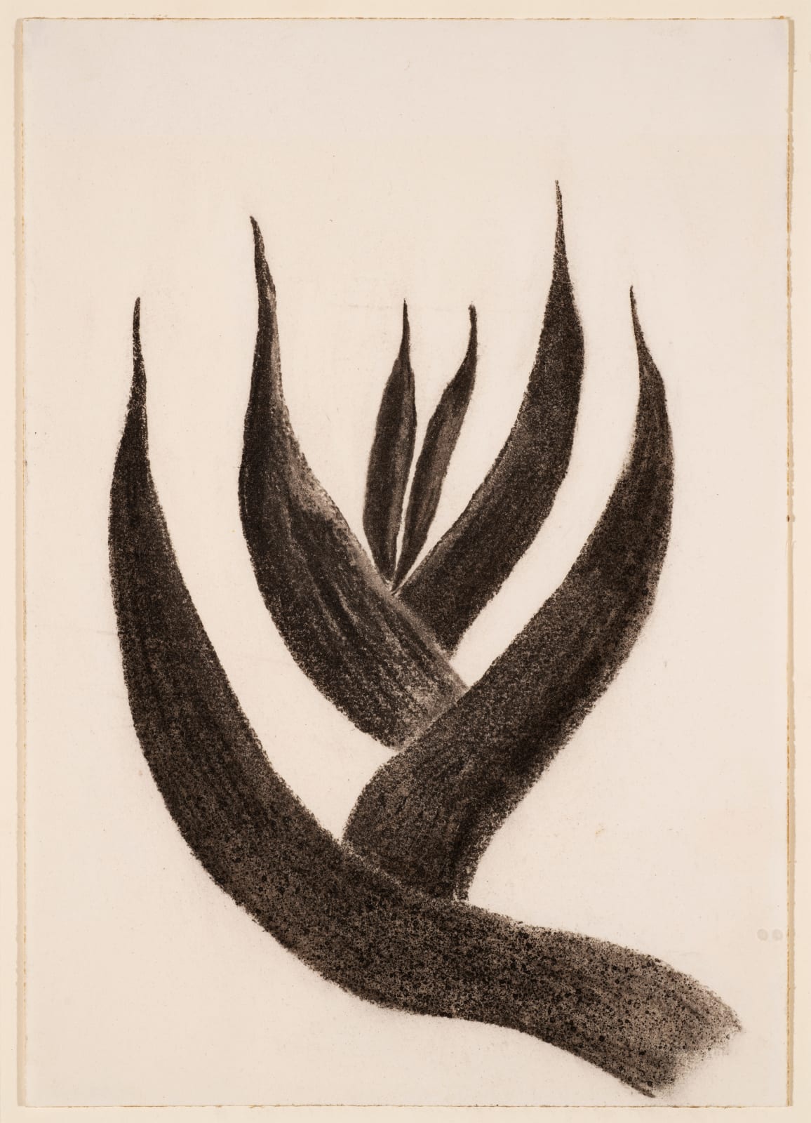 Rebecca Salsbury James, Gladiola Leaves #3