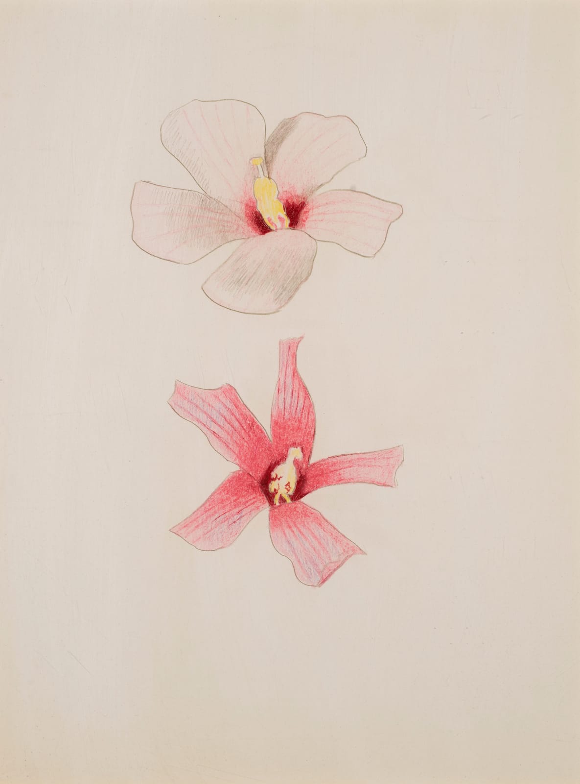 Joseph Stella, Two Hibiscus