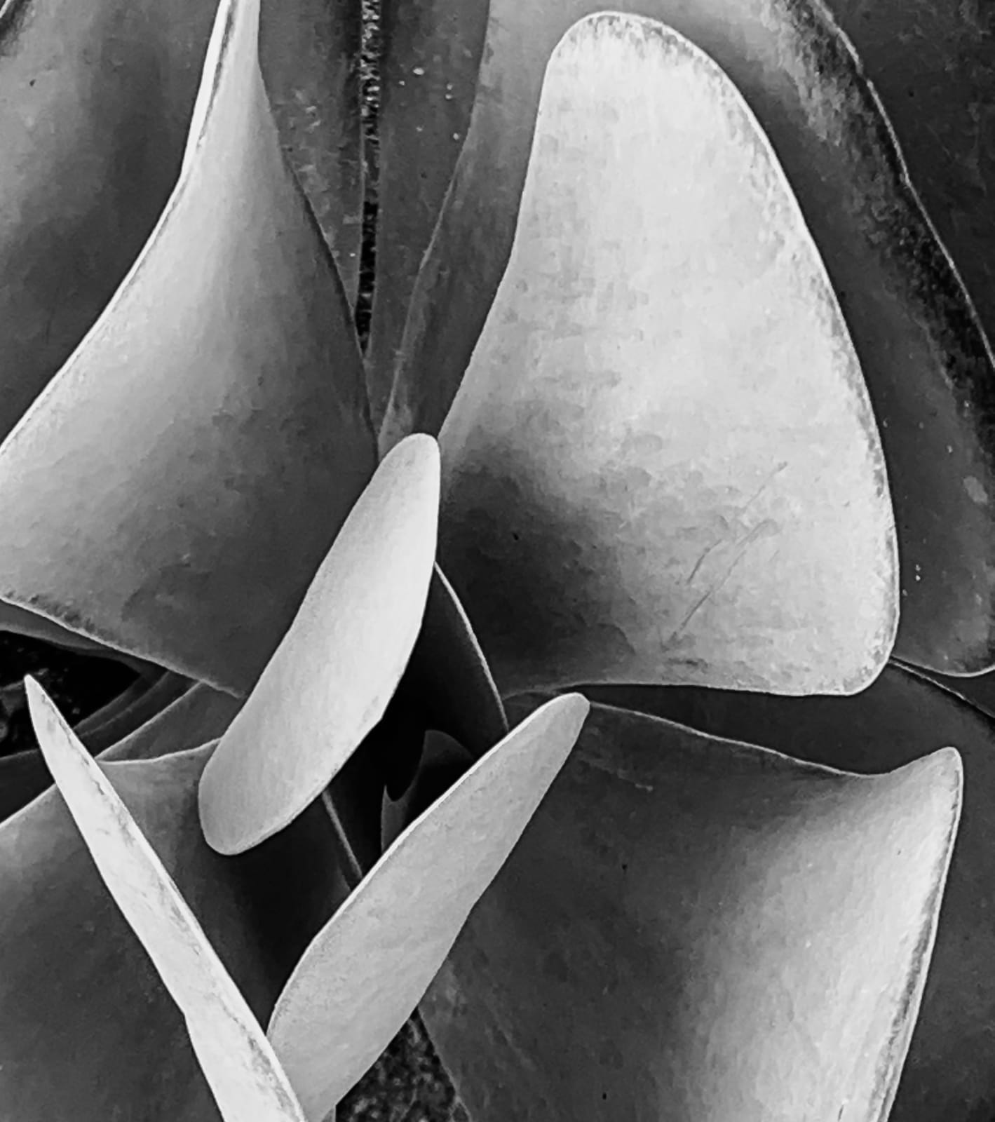 Pablo Márquez, 257 Suculenta II, 2019