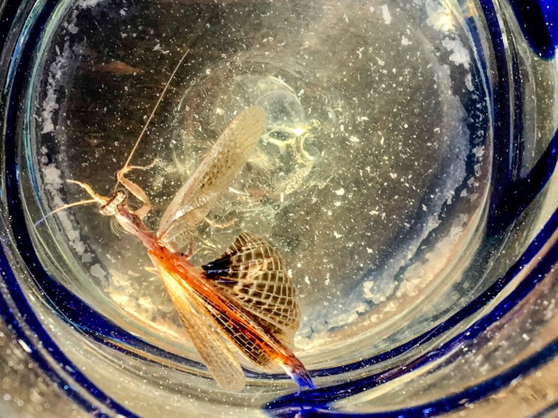 Pablo Marquez, 41 dragonfly, 2018