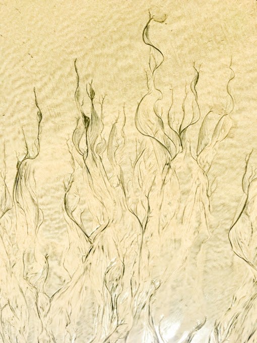 Pablo Márquez, Landscape_abstract # 17. leafs - hojas., 2018