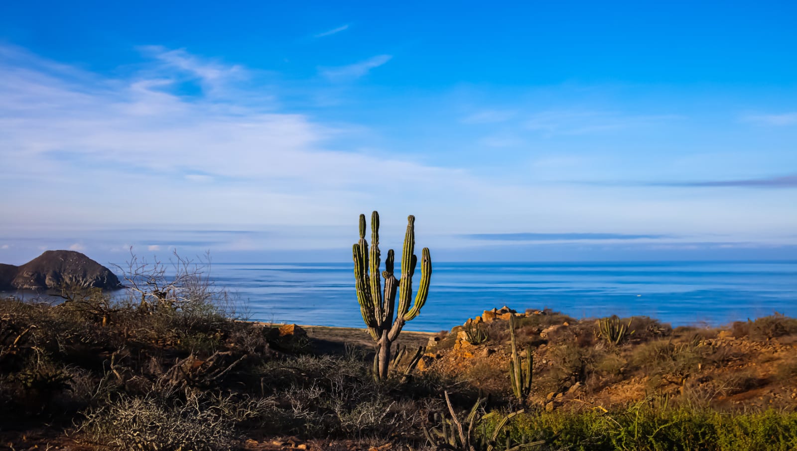 Pablo Marquez, 509 Cactus I, 2022