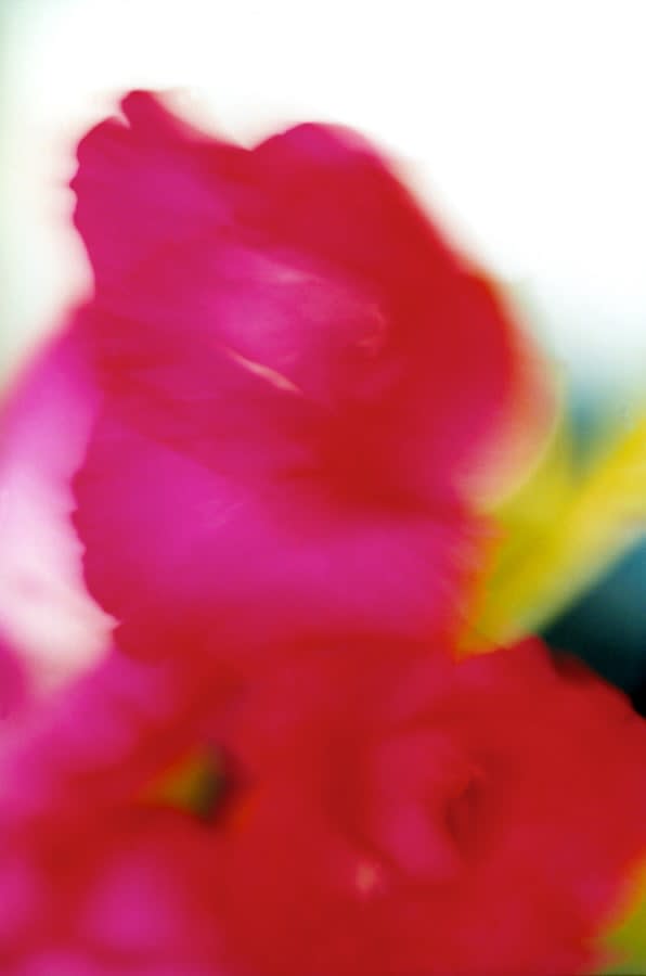 Pablo Marquez, 56 Flor Roja, 2000