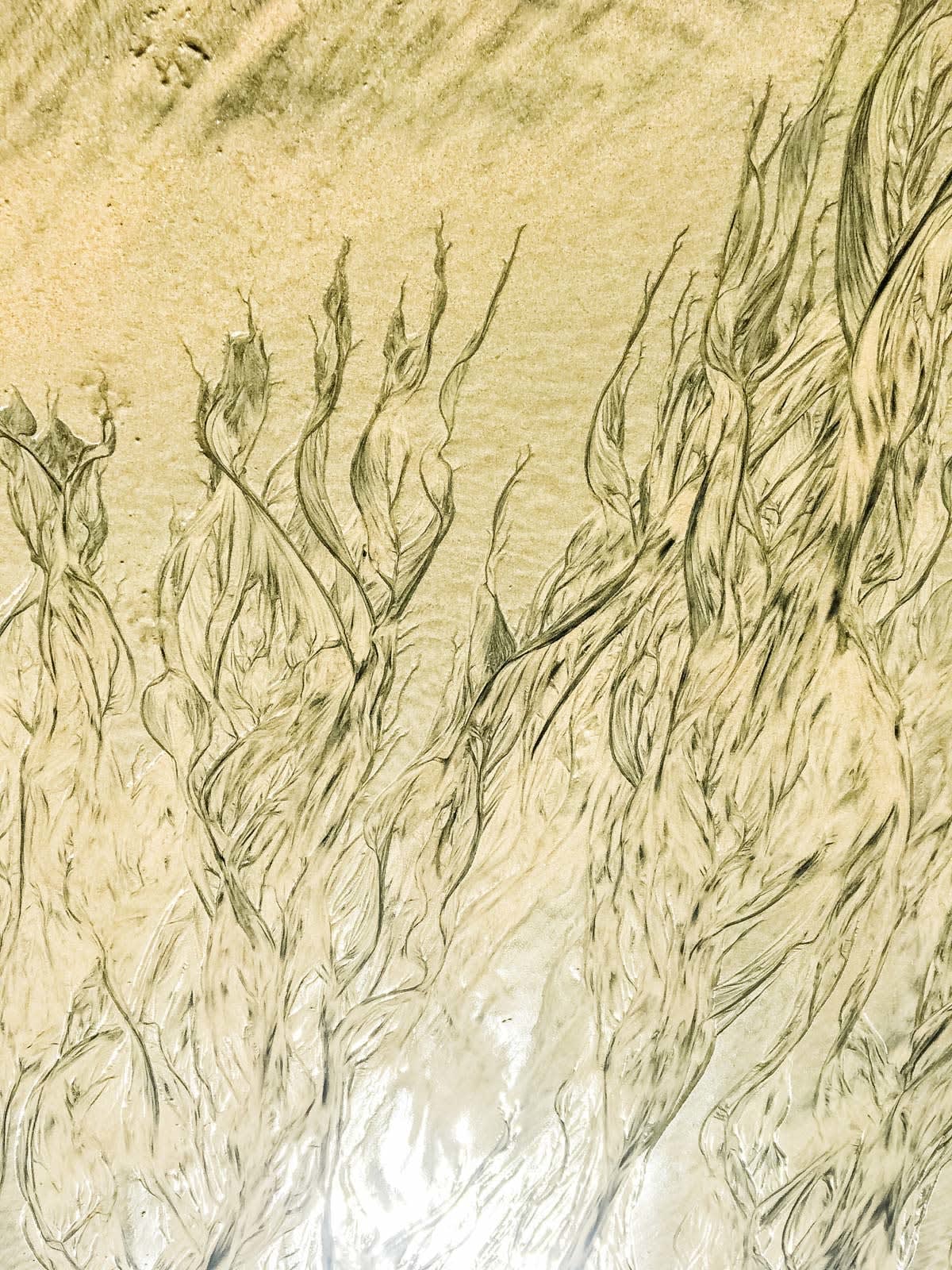 Pablo Marquez, 277 abstract leaves, 2020