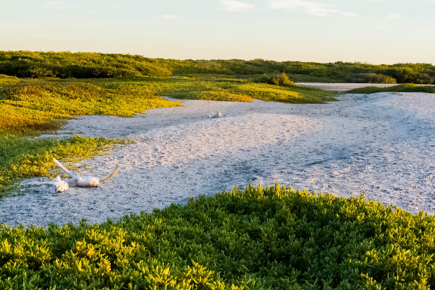 Pablo Marquez, Huesos, 2017