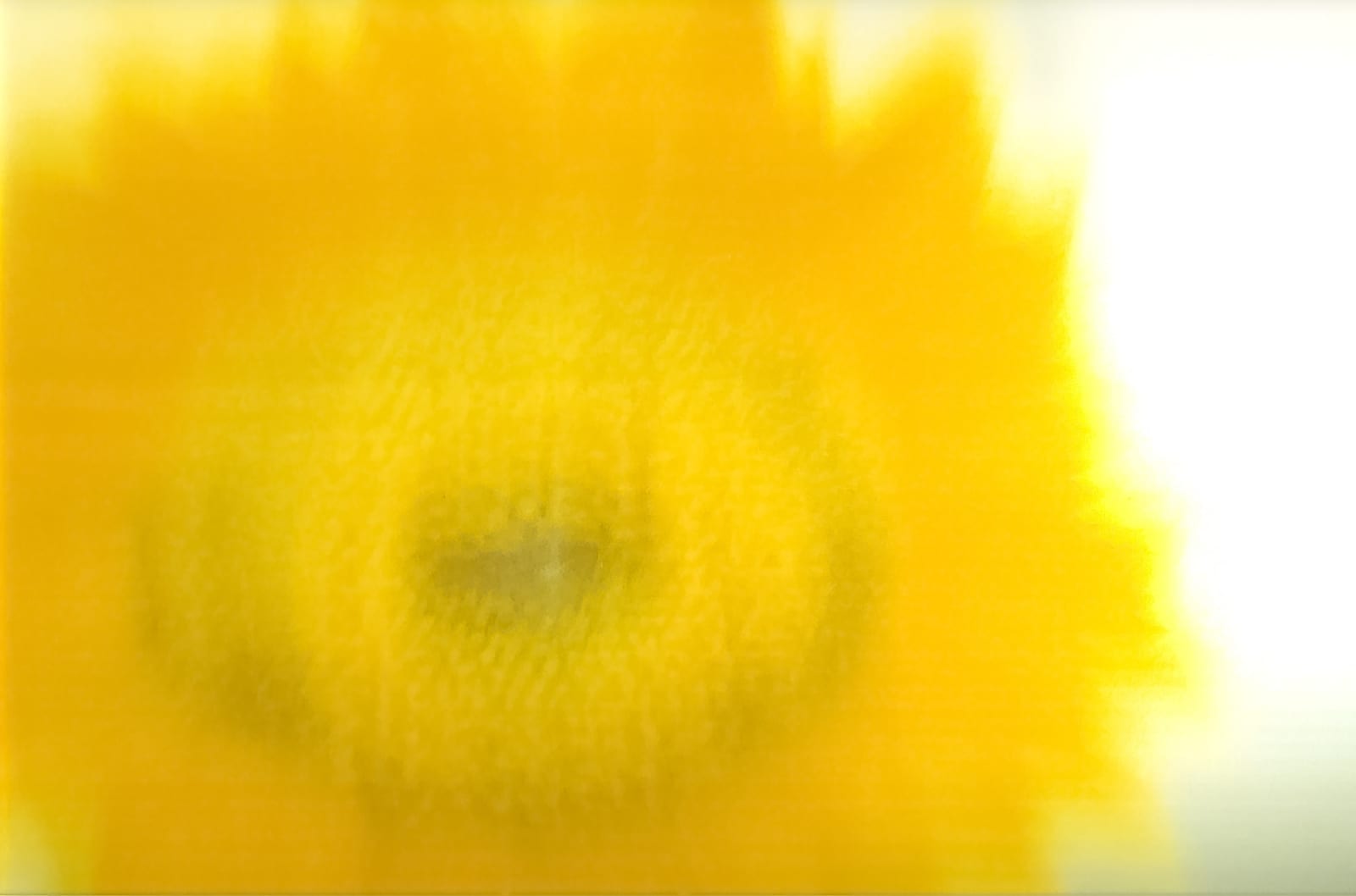 Pablo Márquez, 251 Flor Amarilla, 2000
