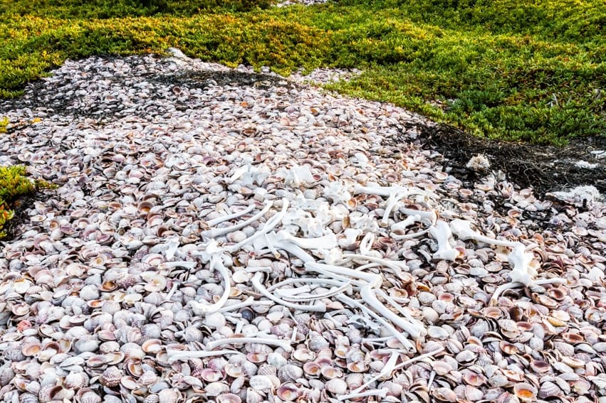 Pablo Marquez, 136 huesos y conchas, 2018