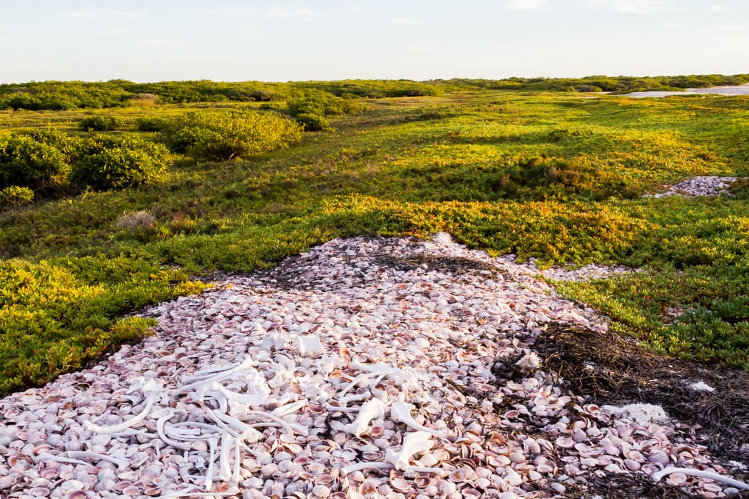 Pablo Marquez, 46. huesos en verde, 2017