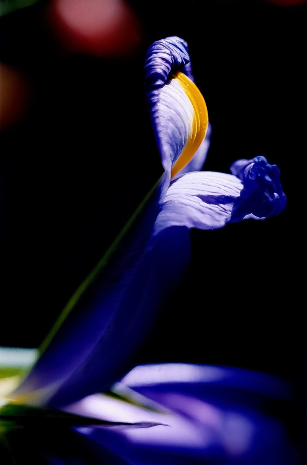 Pablo Márquez, 248 Flor Morada II, 2000