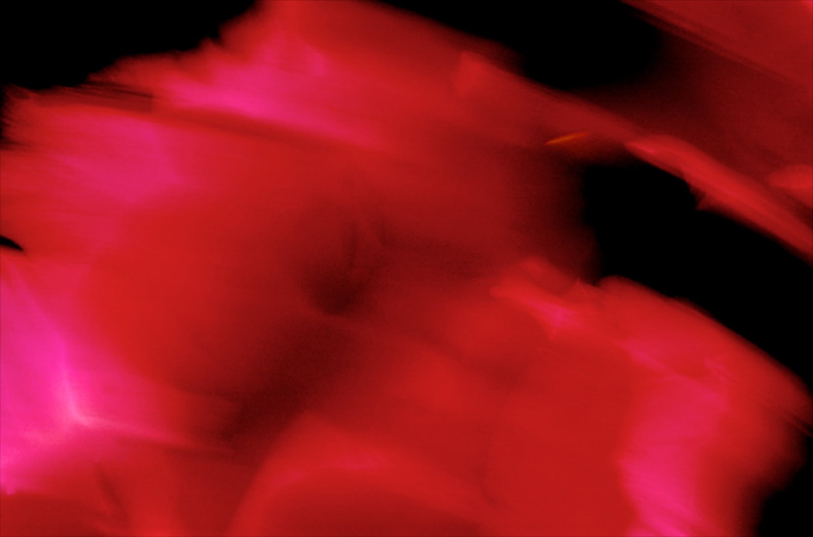 Pablo Márquez, 245 Flor roja II, 2000