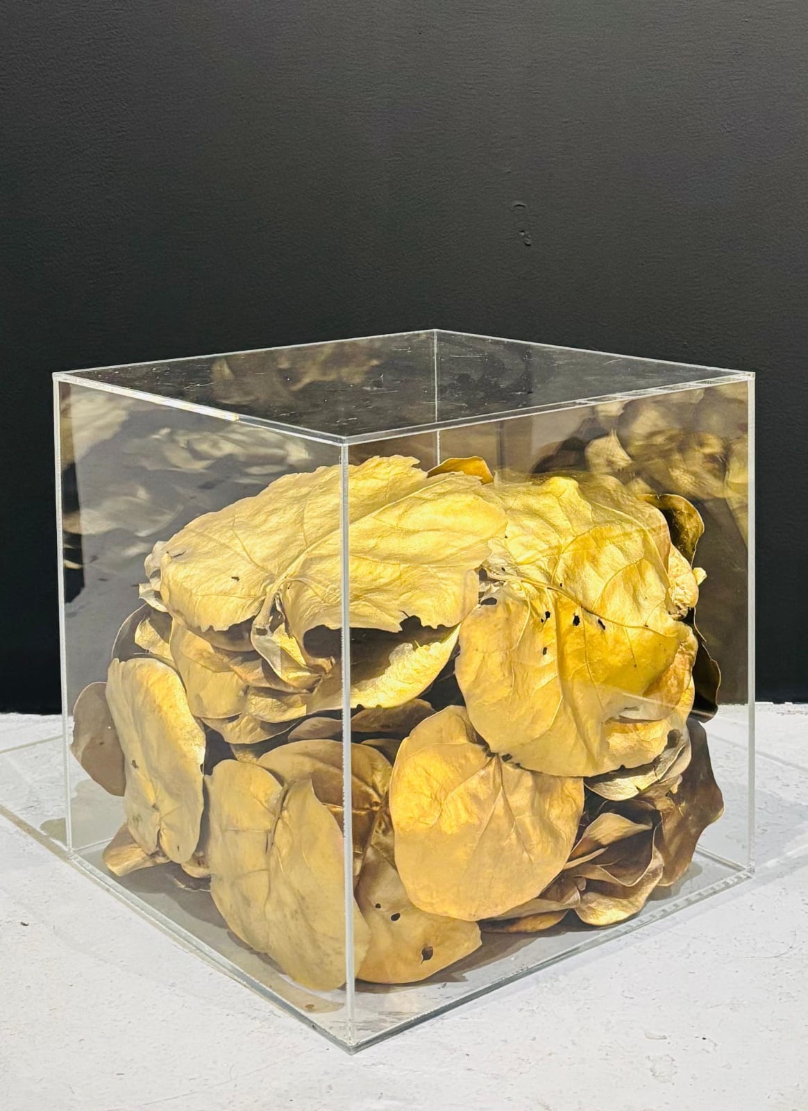Francis Acea, Golden Years, 2008