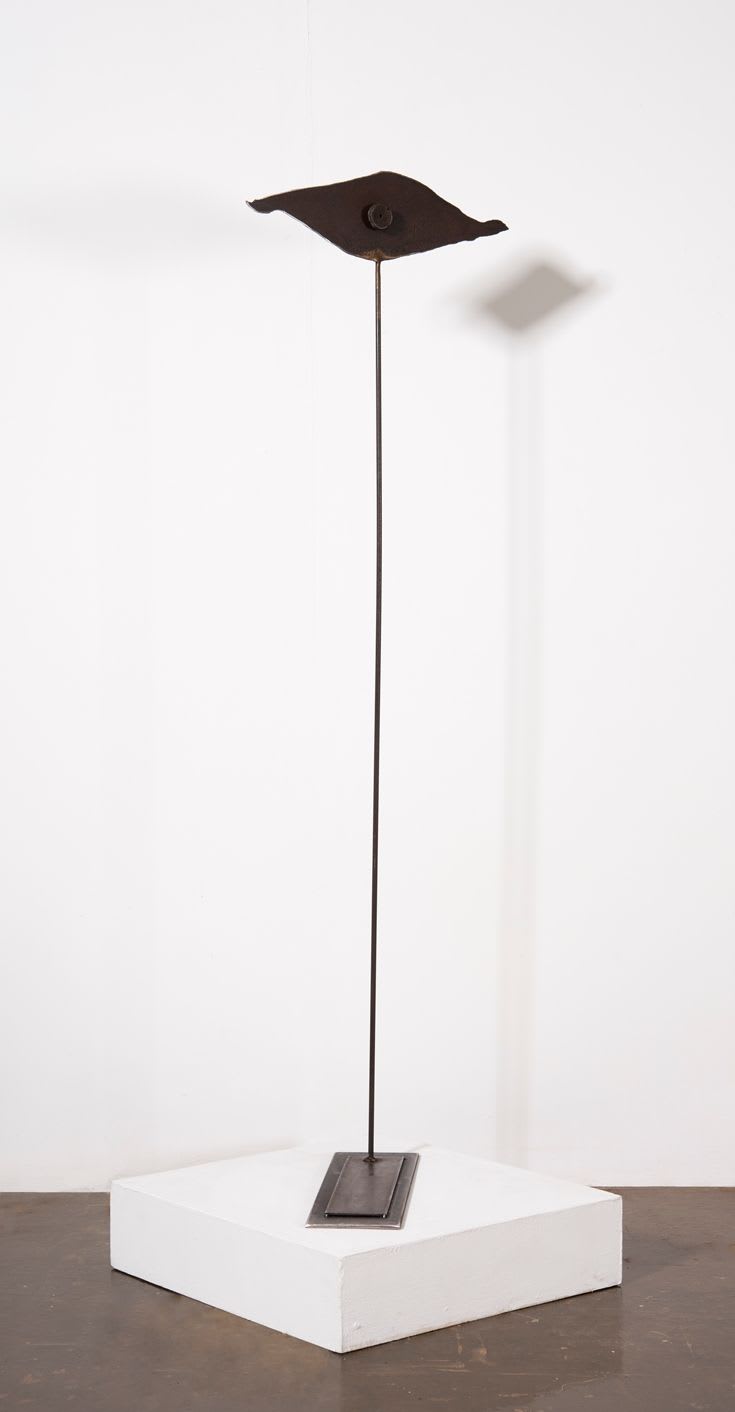 Carolina Sardi, Eye, 1995-2018